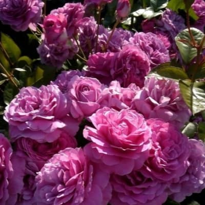Фото 2