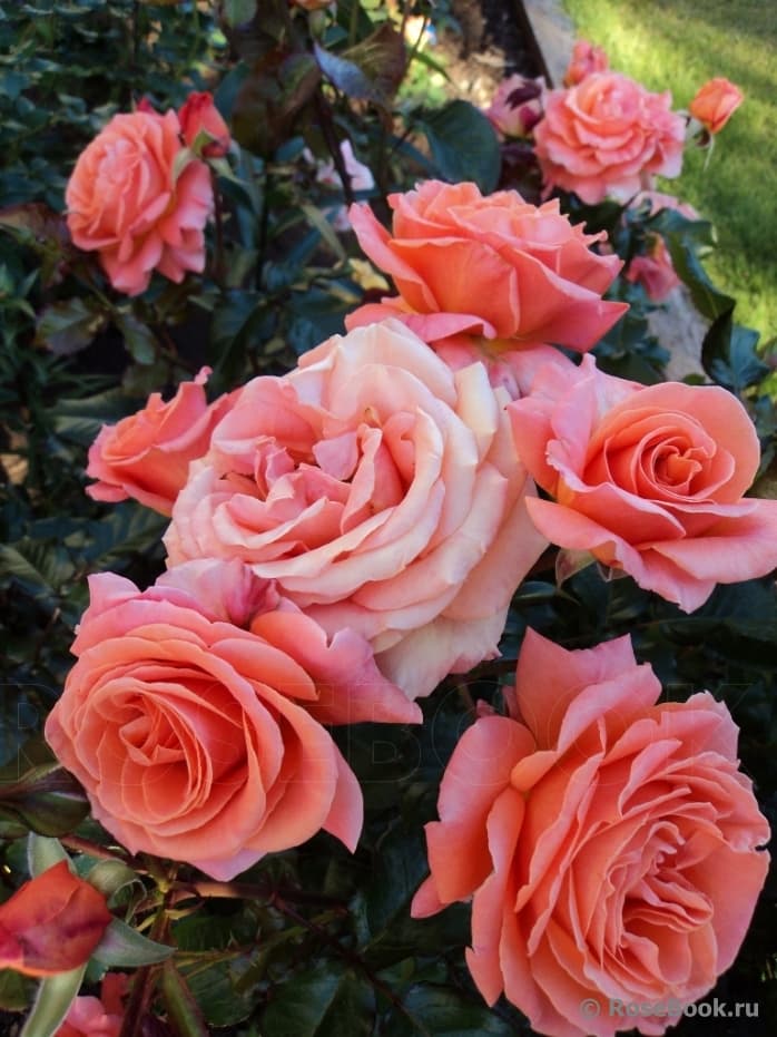 Фото 2