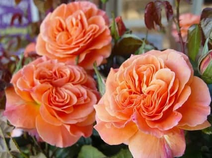 Фото 3