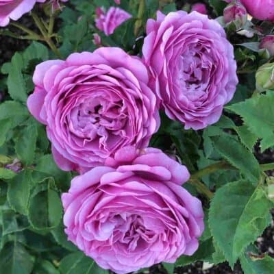Фото 2