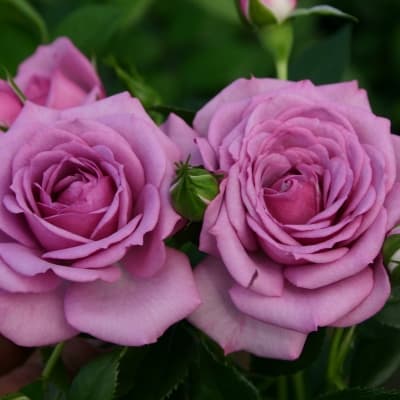 Фото 3