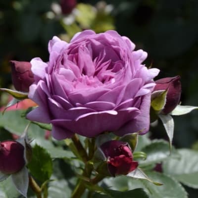 Тельма (Rose Thelma)