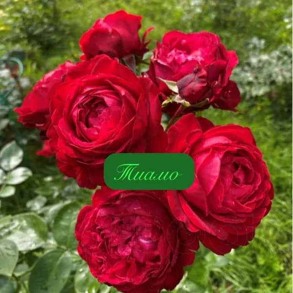 Фото 2