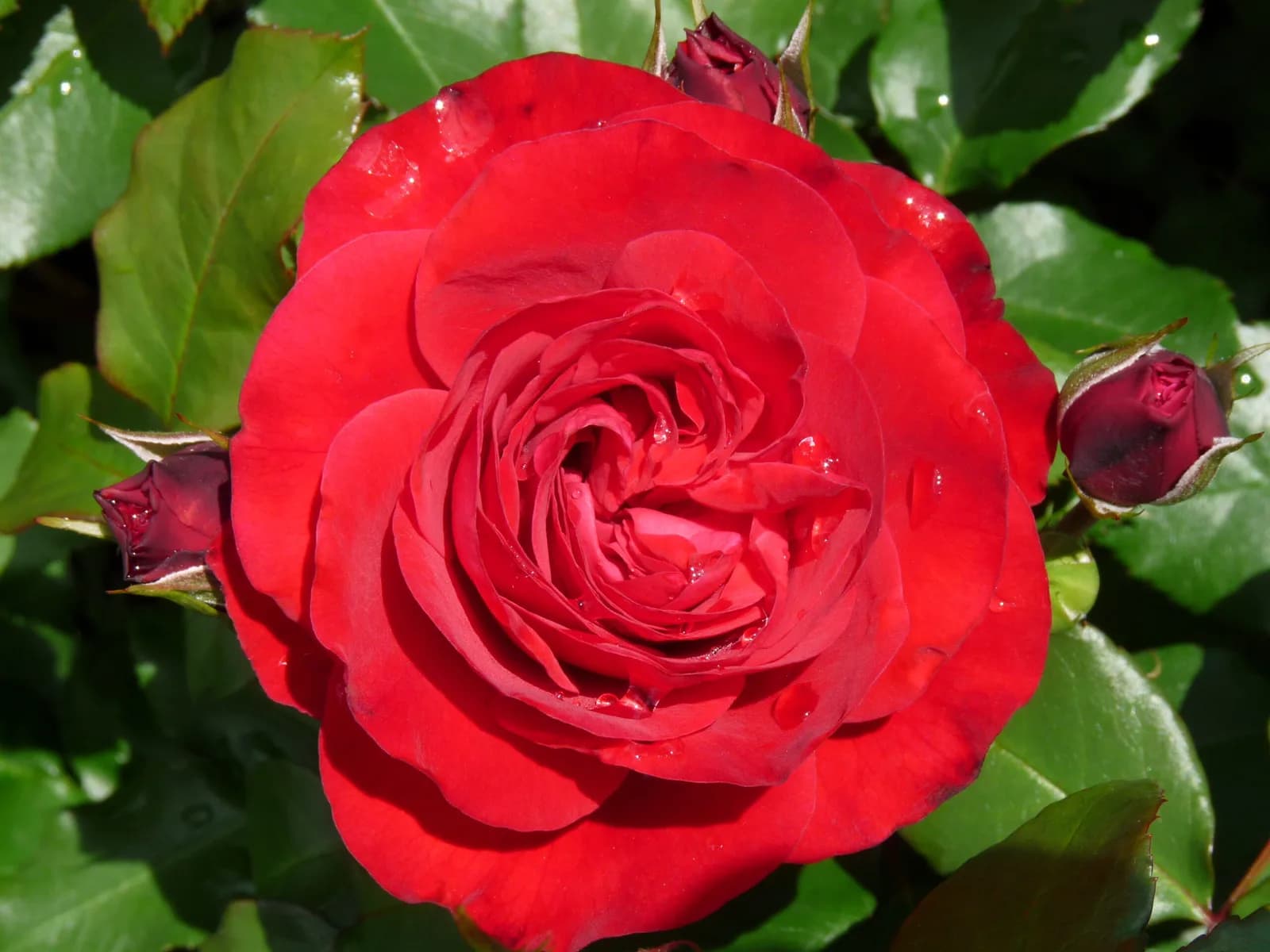 Фото 4