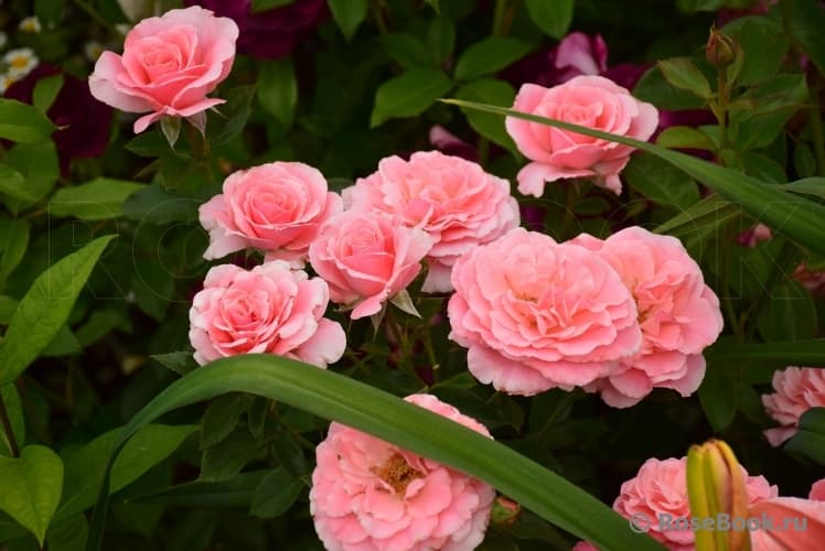 Фото 2