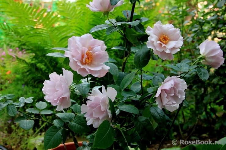 Фото 2