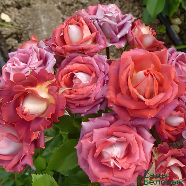 Фото 3