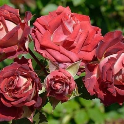 Фото 4