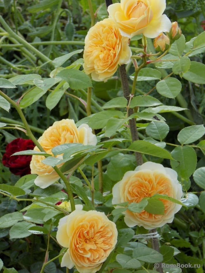 Фото 3