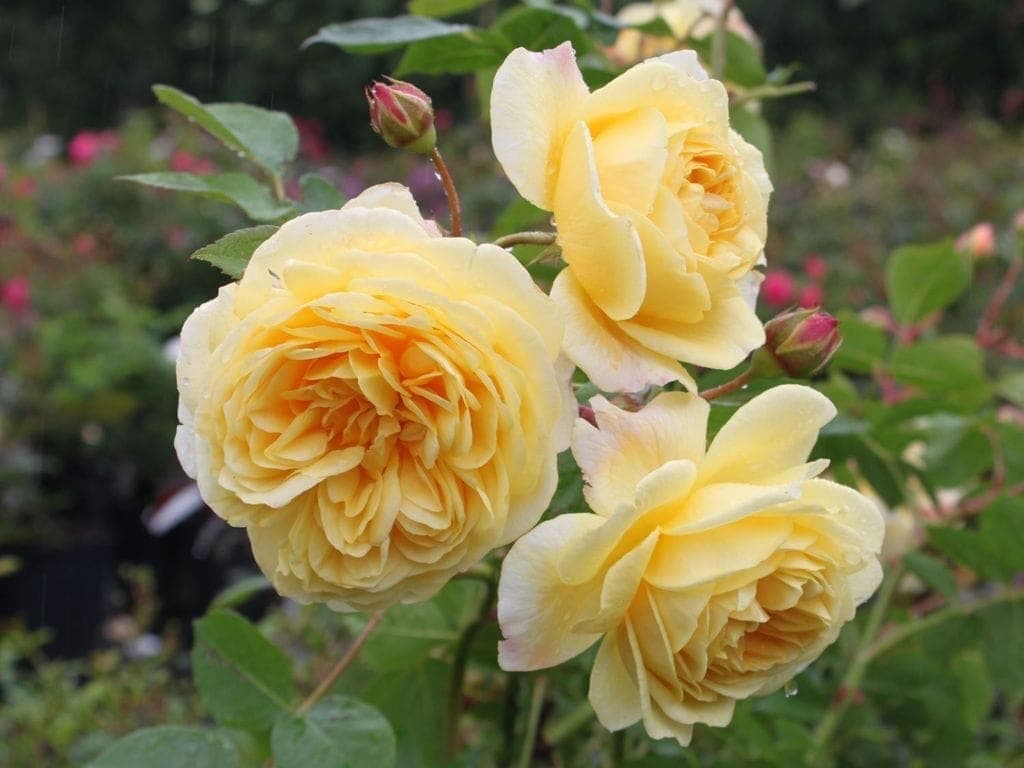 Фото 4