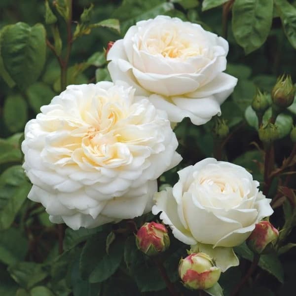Фото 2