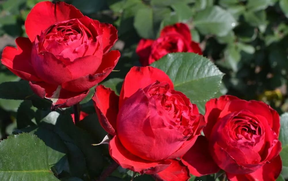 Фото 2