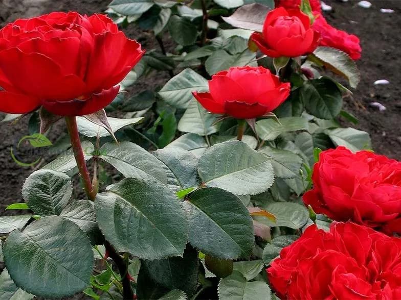 Фото 3