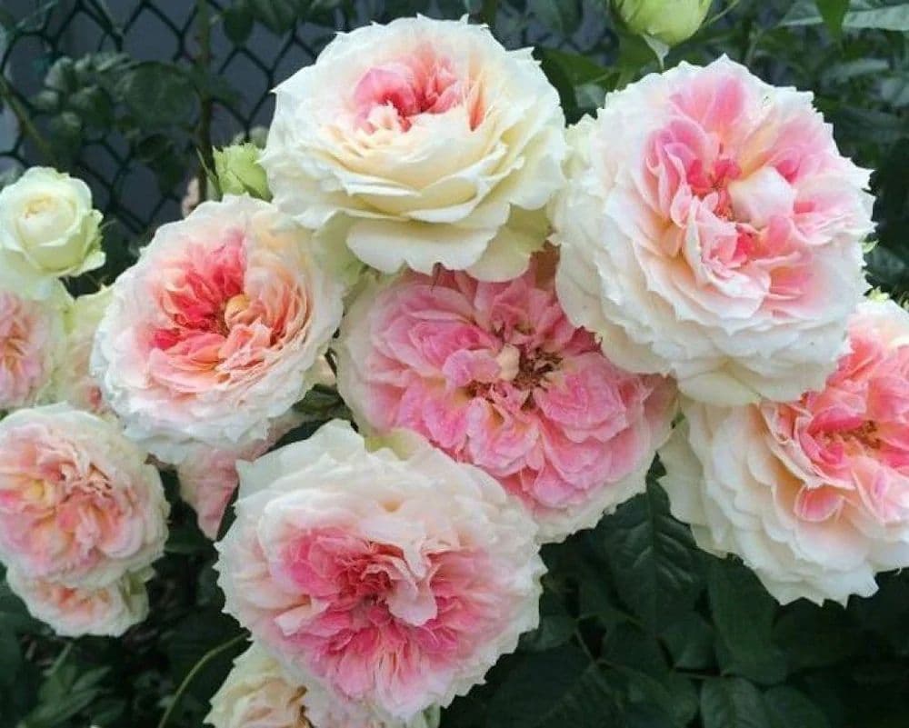 Фото 2