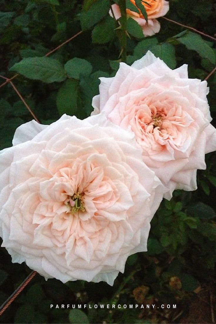Фото 2