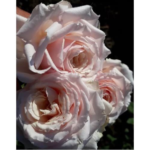 Фото 4