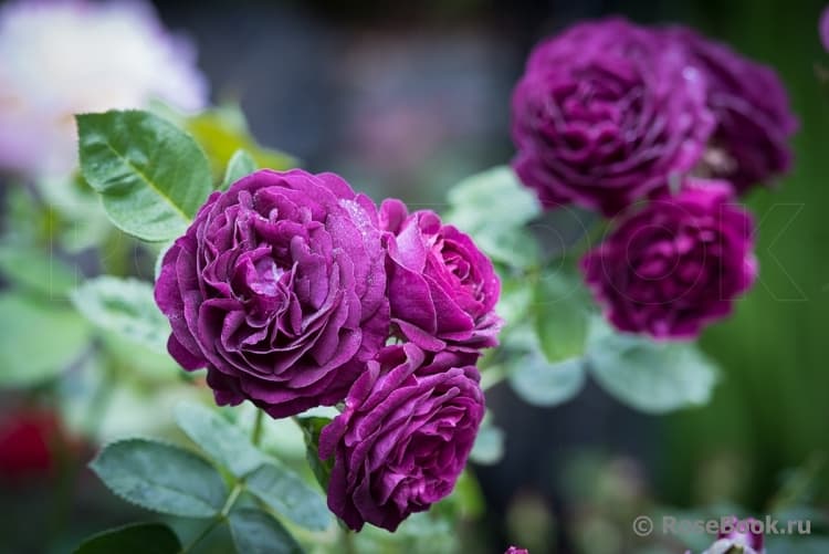 Фото 2