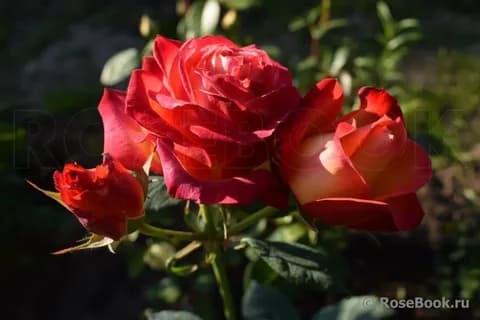 Фото 3