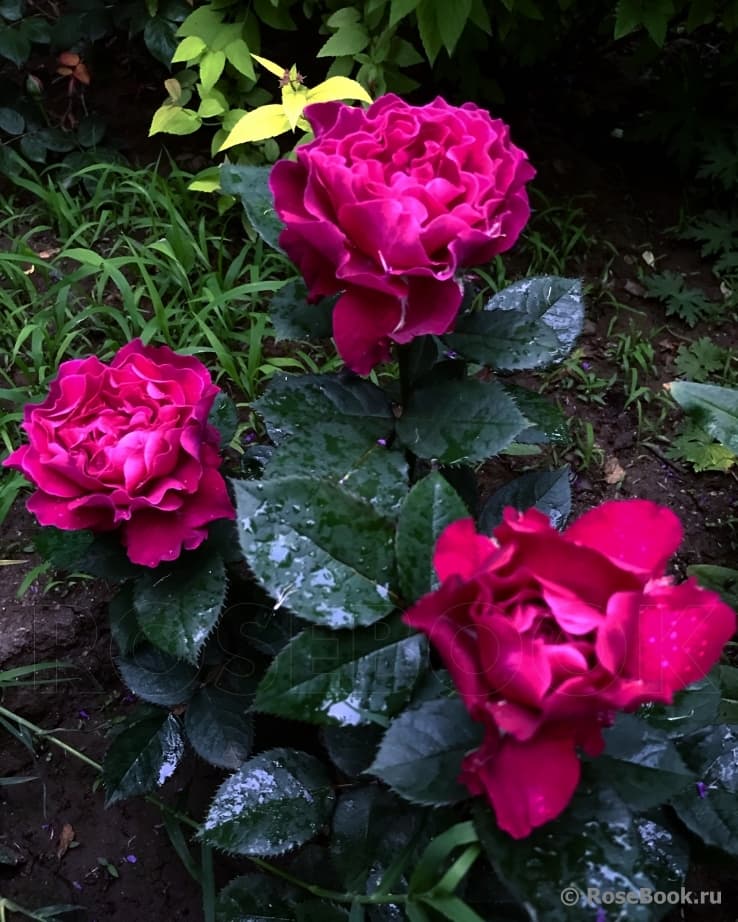 Фото 2