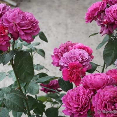 Фото 3