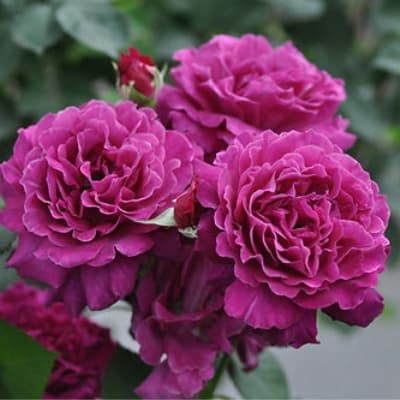 Фото 4