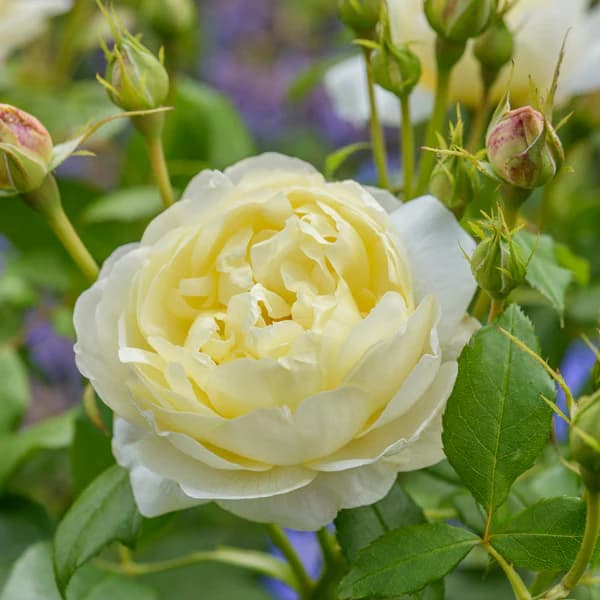 Фото 2