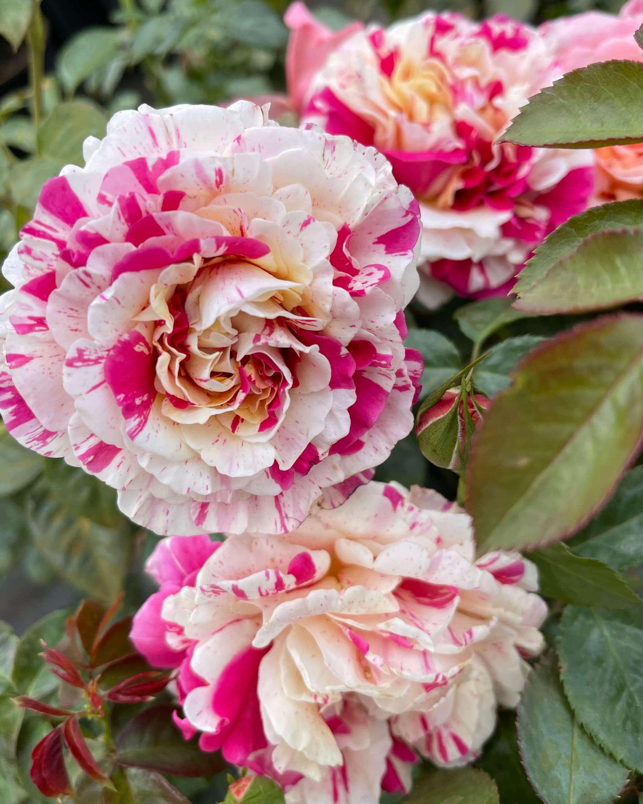 Фото 2