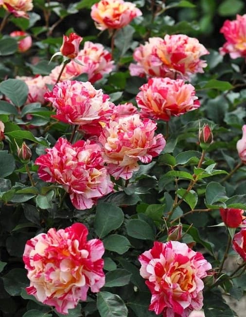 Фото 3