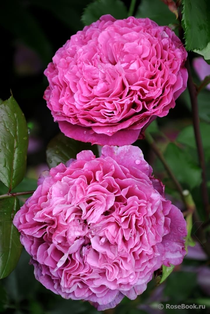 Фото 3