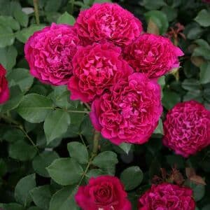 Фото 2