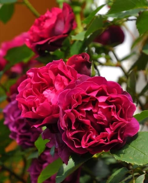 Фото 3