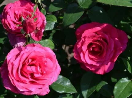 Фото 4