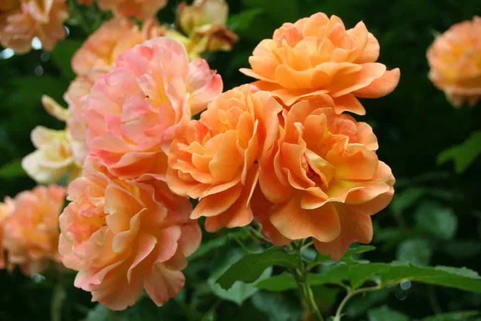 Фото 2