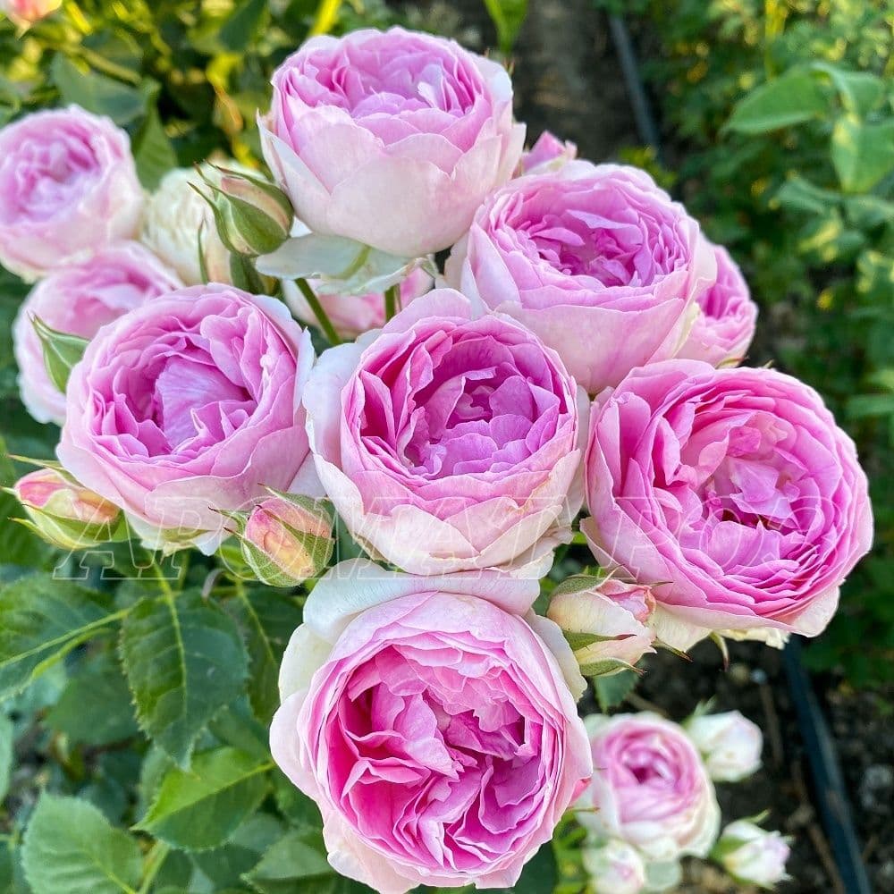 Фото 2