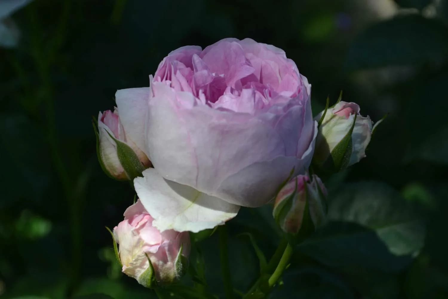 Фото 4