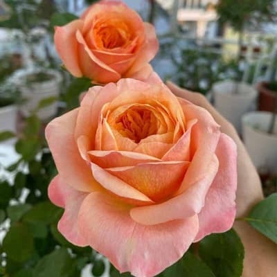 Фото 4