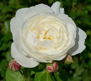 Фото 4