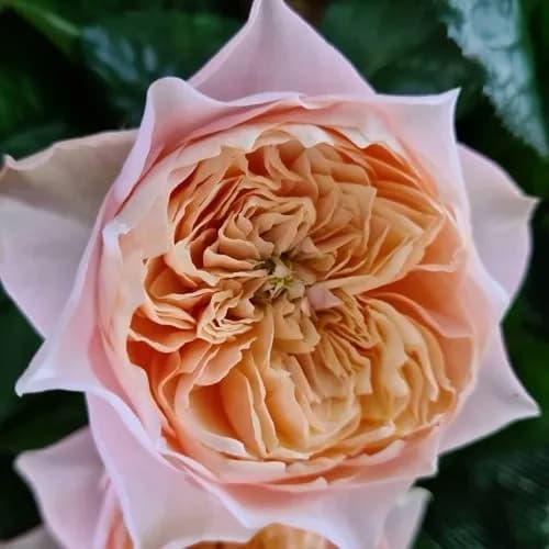 Фото 4