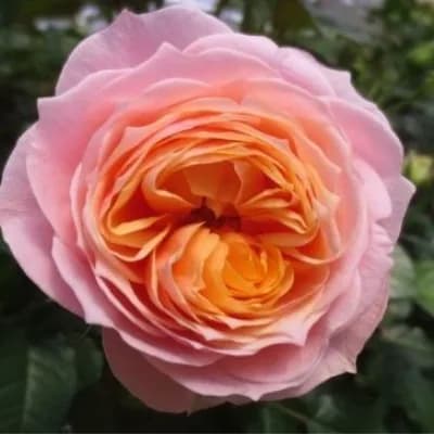 Фото 2