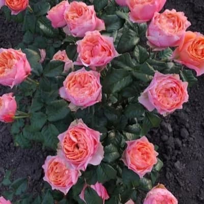 Фото 3