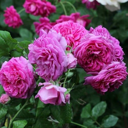 Фото 4