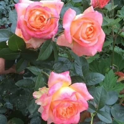 Фото 3