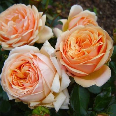 Фото 2
