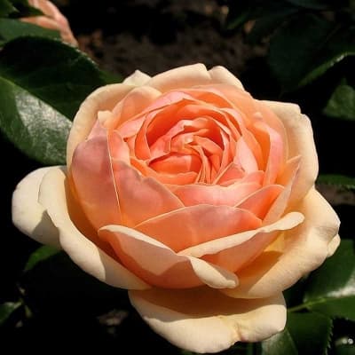 Фото 3