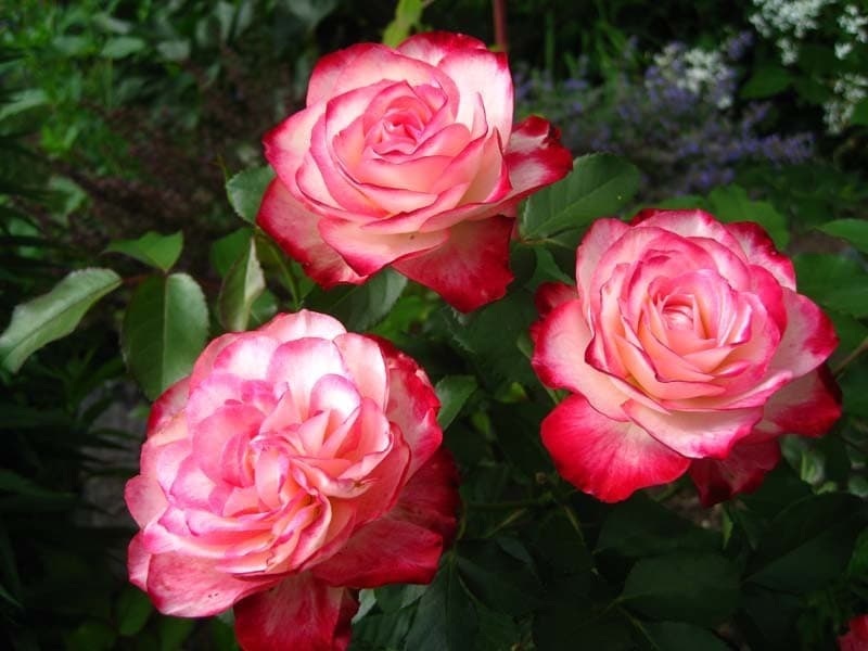 Фото 3