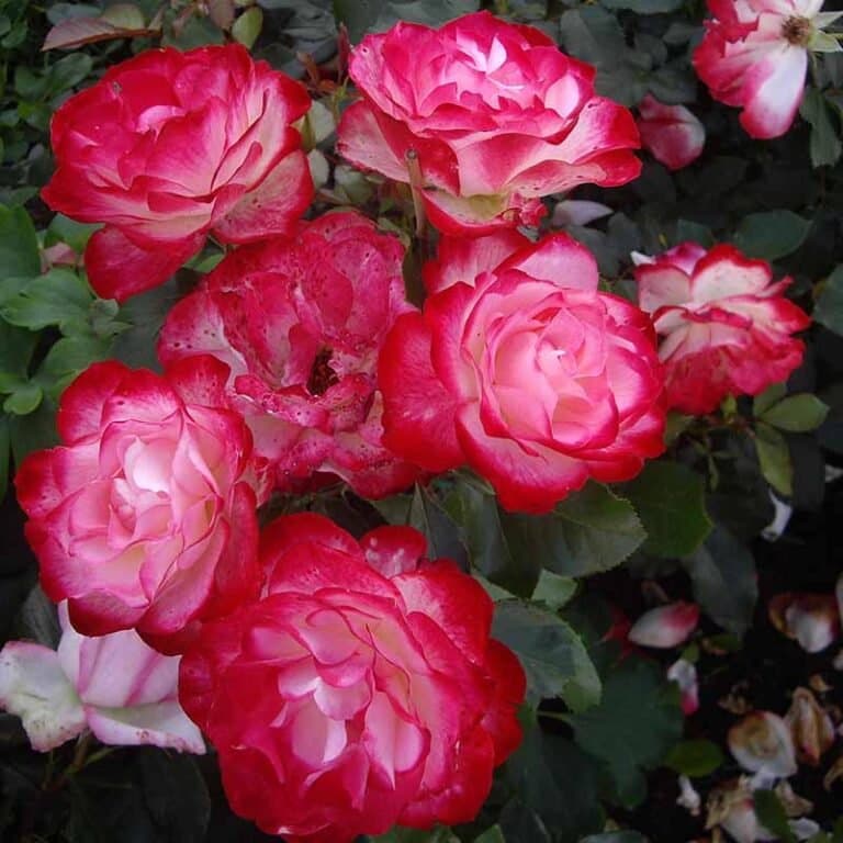 Фото 2