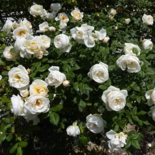 Фото 3