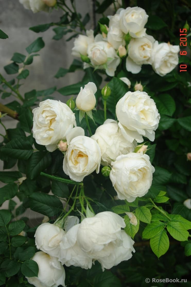 Фото 4