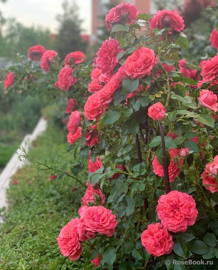 Фото 2