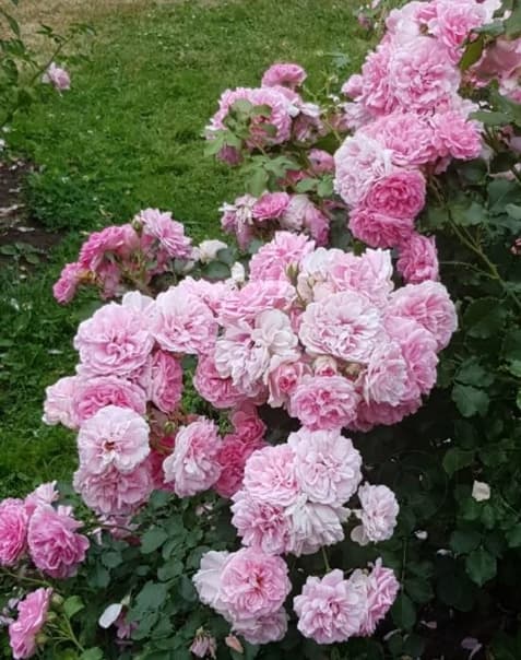 Фото 2